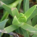 Carpobrotus acinaciformis