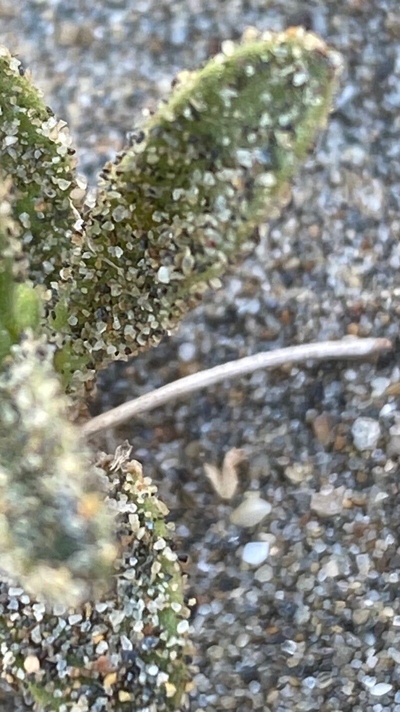 Silene ramosissima — houseplant care guide