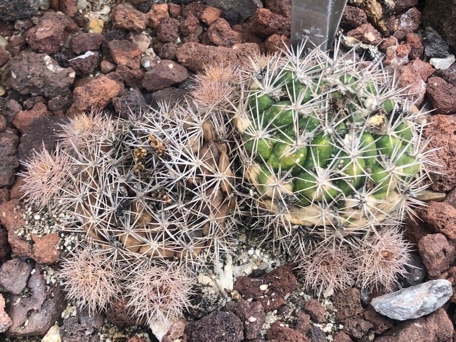 Weingartia lanata — related species from the same genus