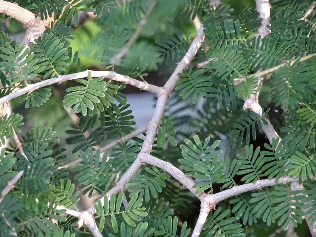 Porlieria hygrometra bark