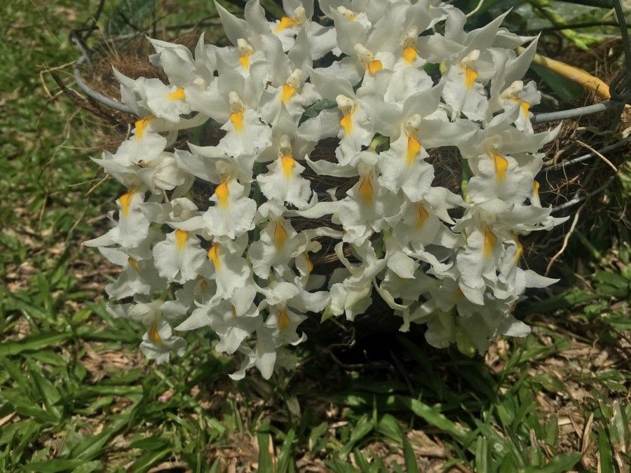 Rodriguezia venusta flower