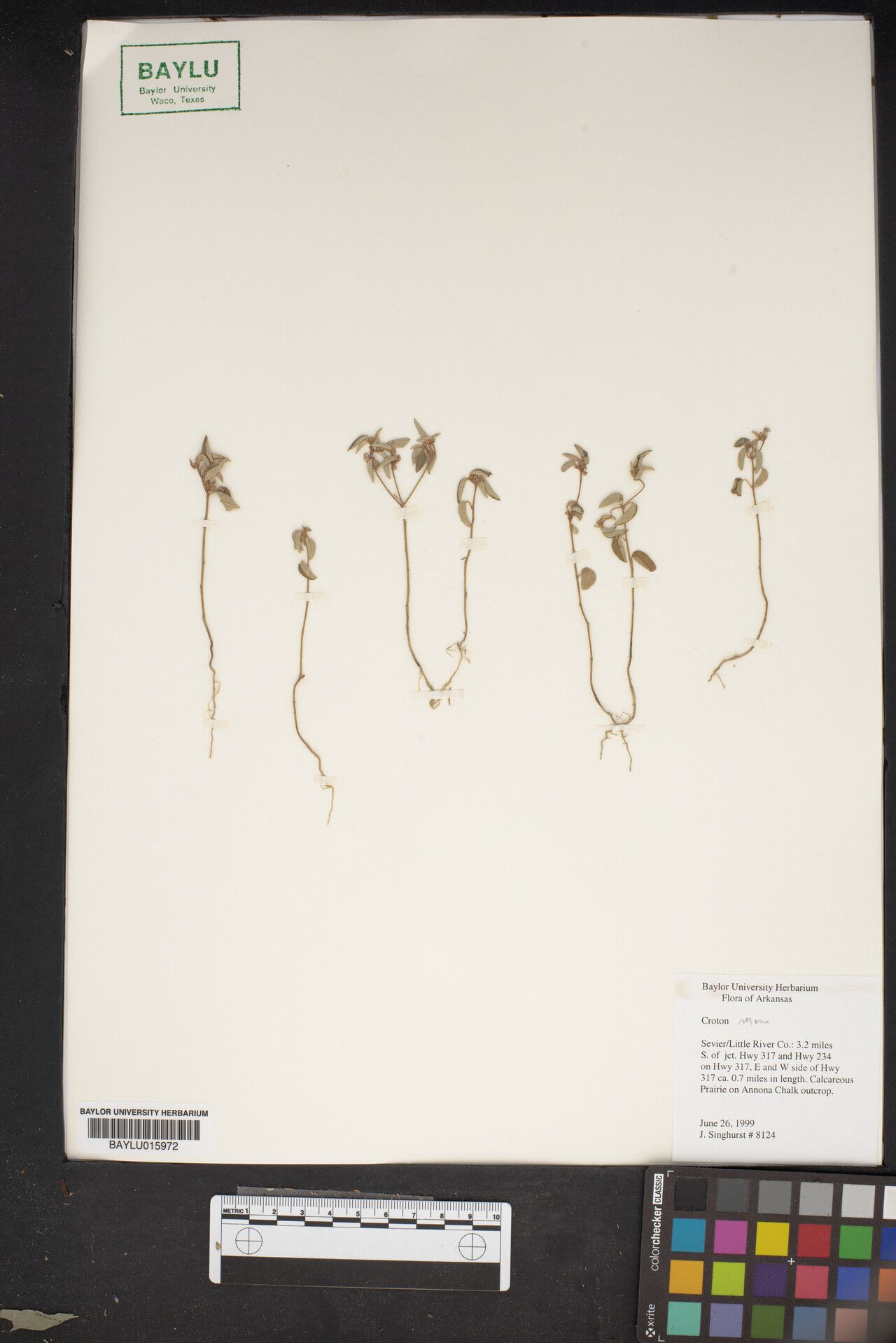 Croton mollis — houseplant care guide