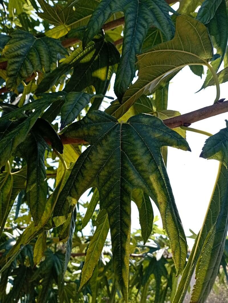 Morus kagayamae flower