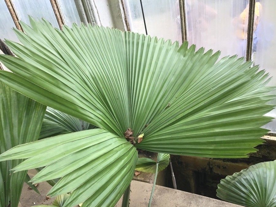 Licuala peltata — search result for 'Arecaceae'