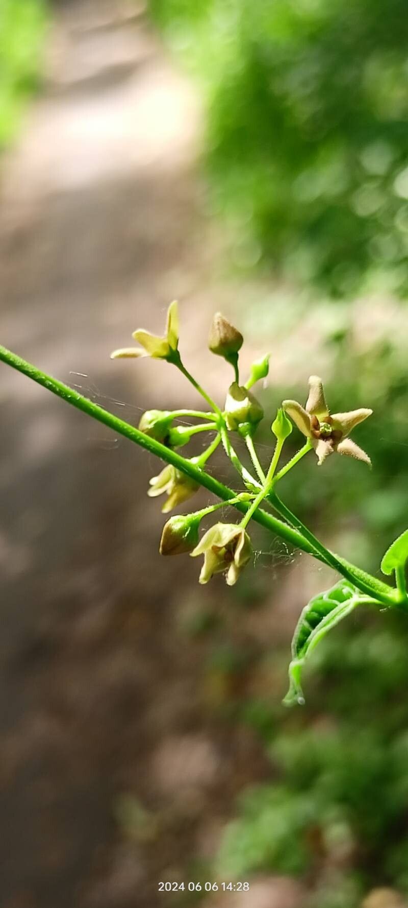 Vincetoxicum scandens flower