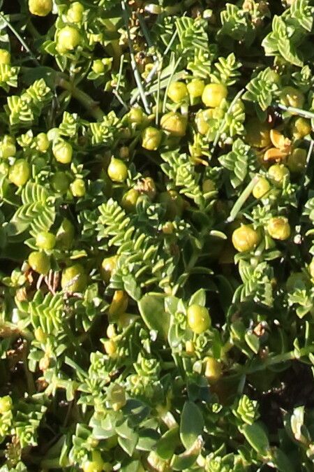 Honckenya peploides fruit