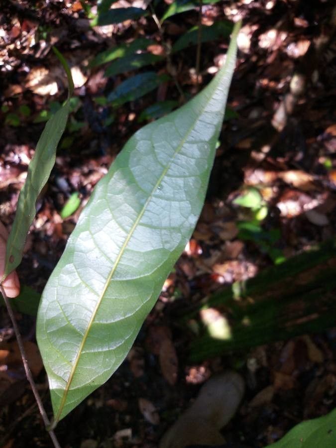 Unonopsis perrottetii leaf