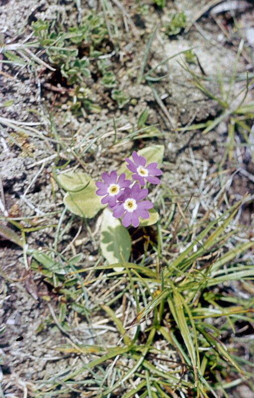 Primula scotica flower