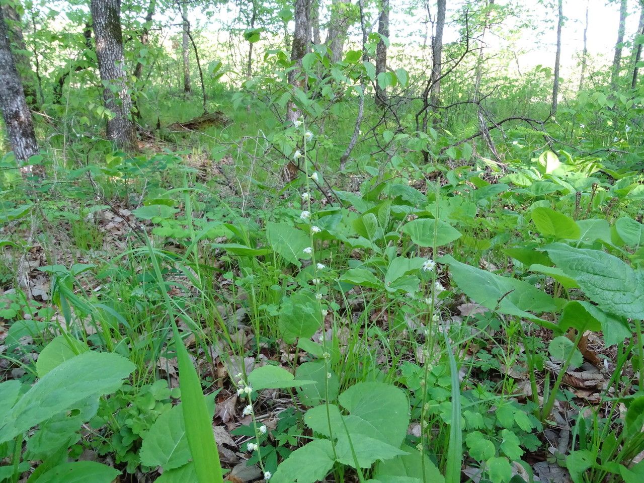 Mitella diphylla habit