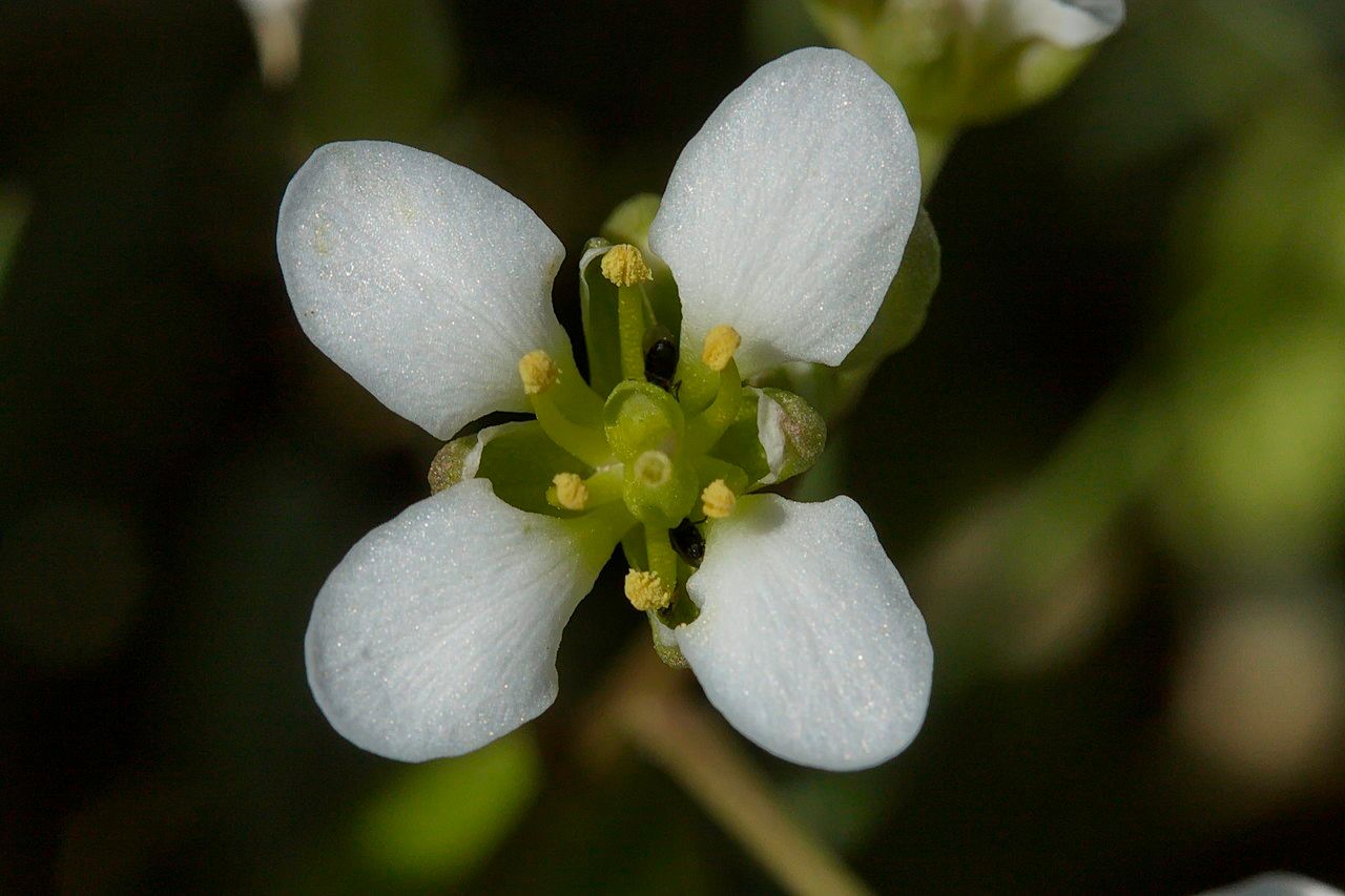 Cochlearia officinalis flower