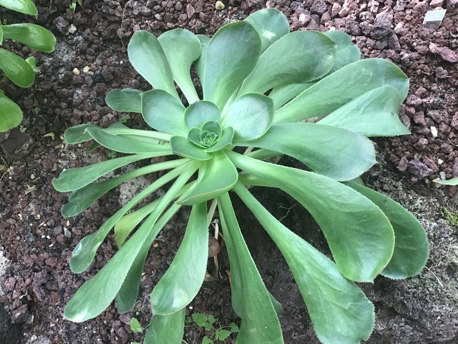 Aeonium hierrense leaf
