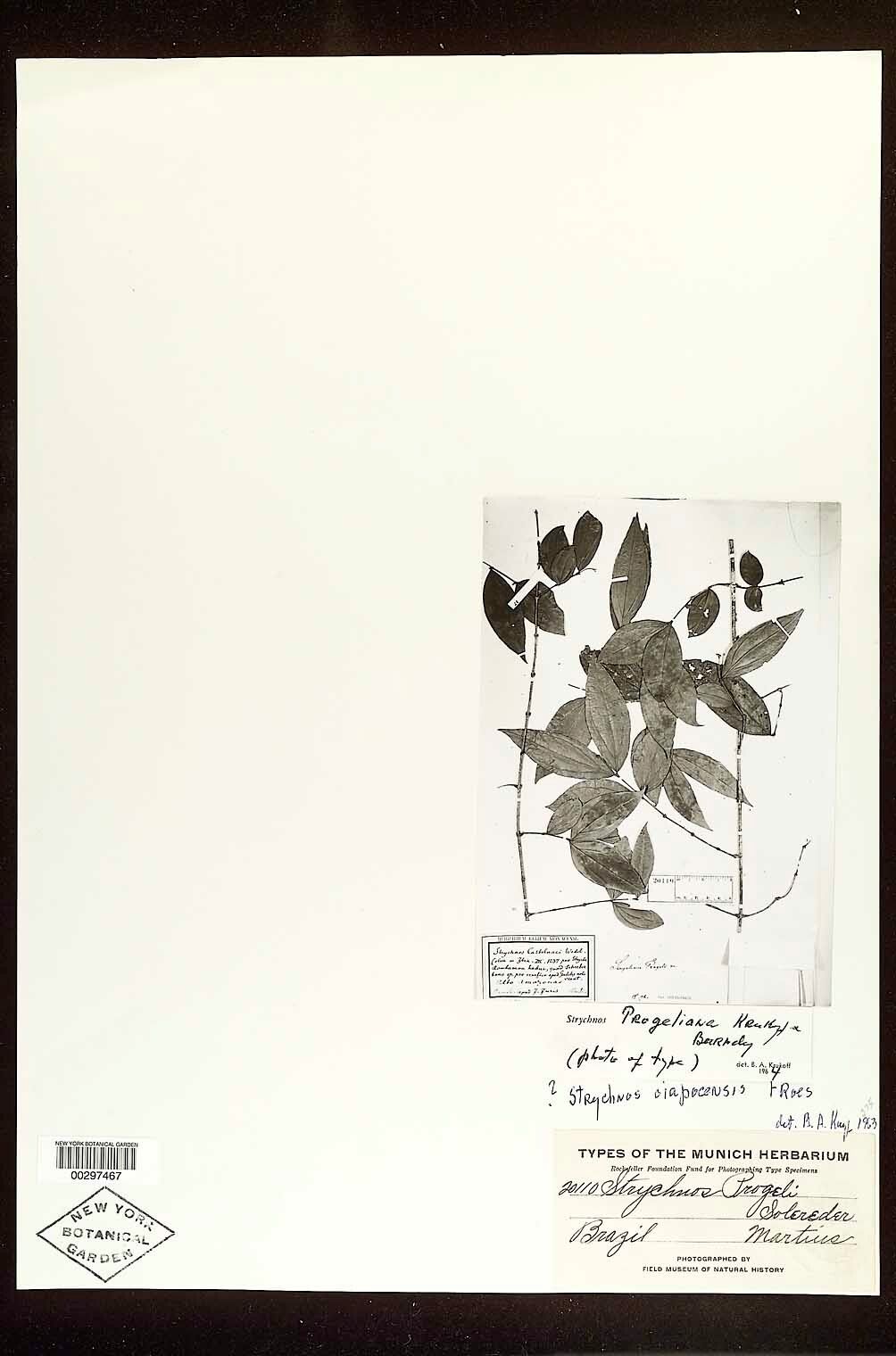 Strychnos progeliana — houseplant care guide