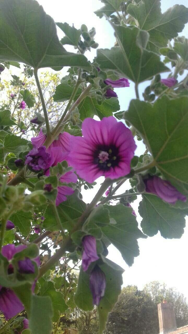 Lavatera arborea flower
