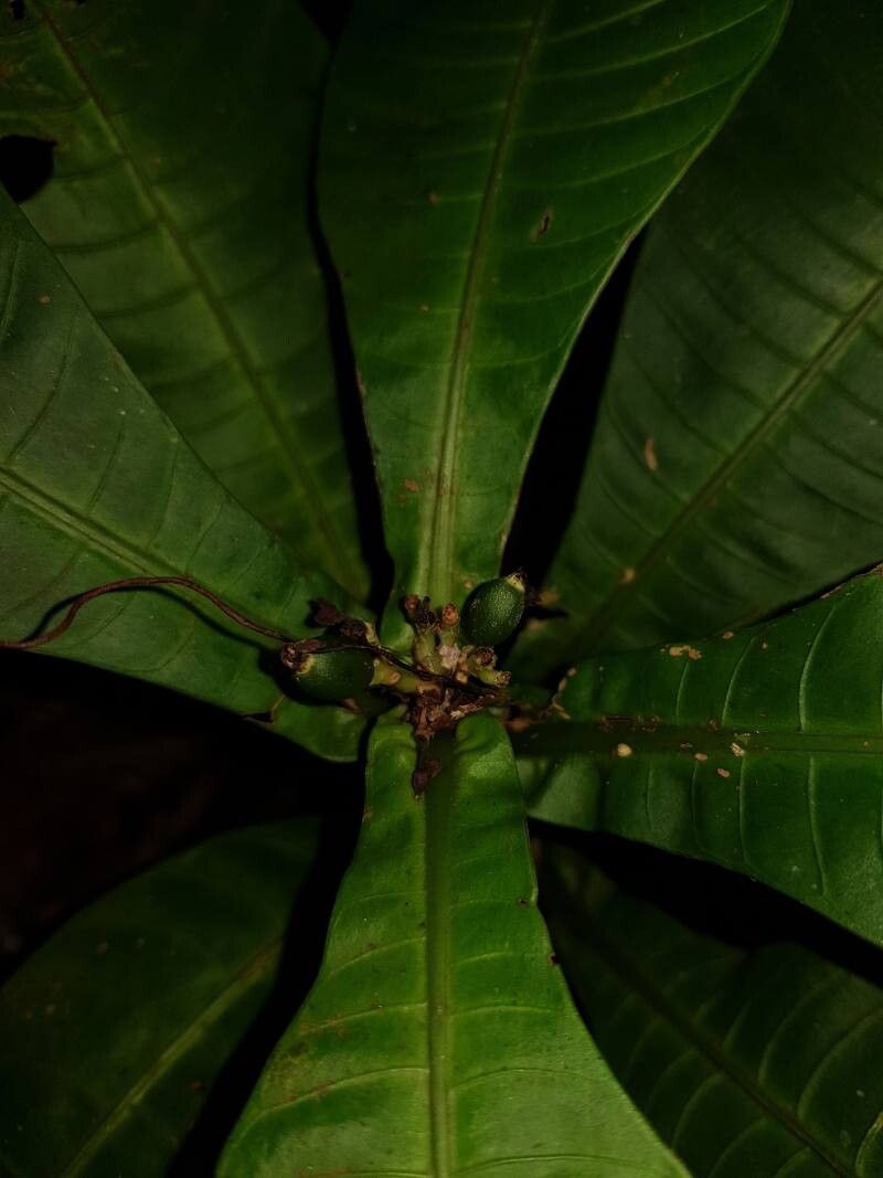 Psychotria chitariana fruit