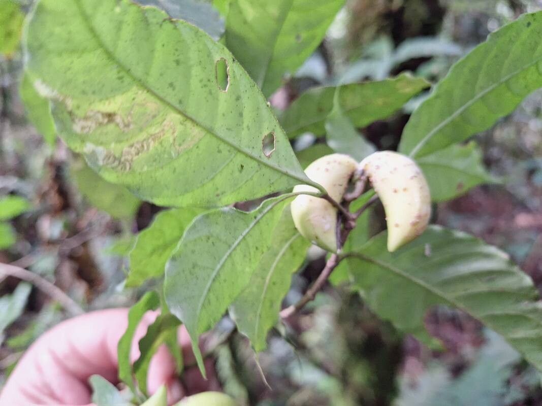Tabernaemontana longipes fruit