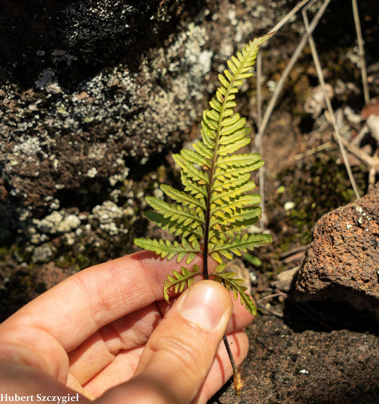 Pityrogramma austroamericana leaf