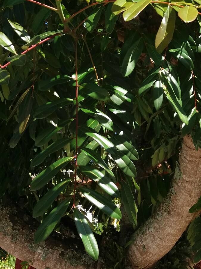 Pistacia mexicana — search result for 'Pistacia'