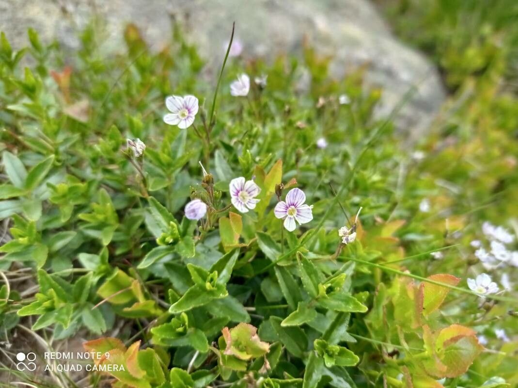 Veronica baumgartenii — houseplant care guide