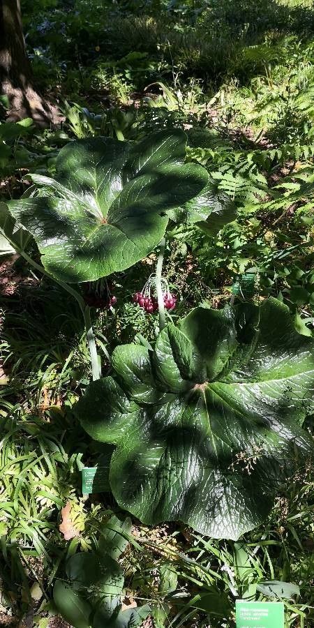 Podophyllum aurantiocaule habit