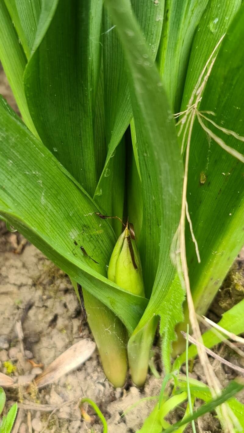 Colchicum multiflorum fruit