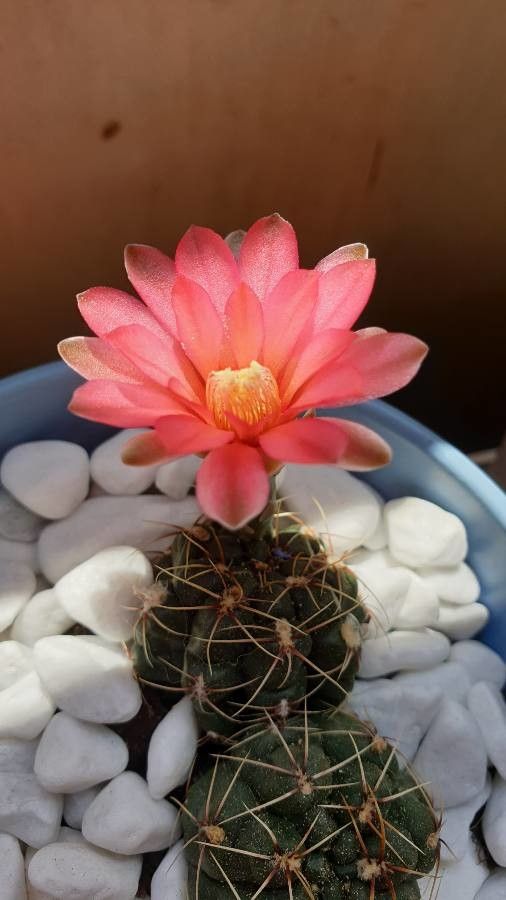 Gymnocalycium Calochlorum flower