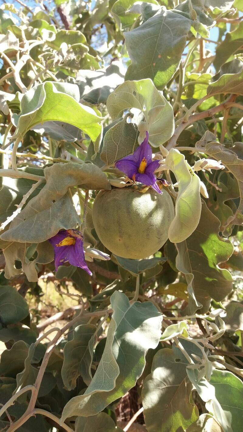Solanum lycocarpum — houseplant care guide