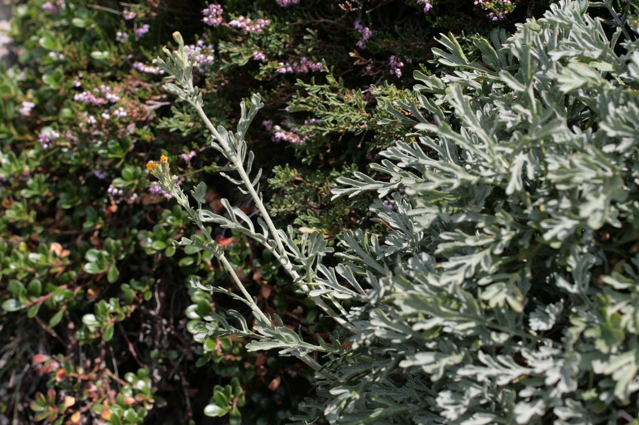 Jacobaea × mirabilis other