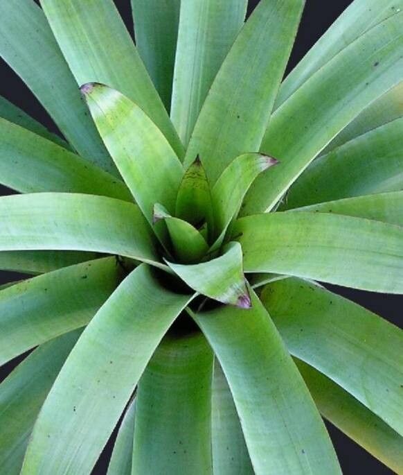 Alcantarea heloisae — related species from the same genus