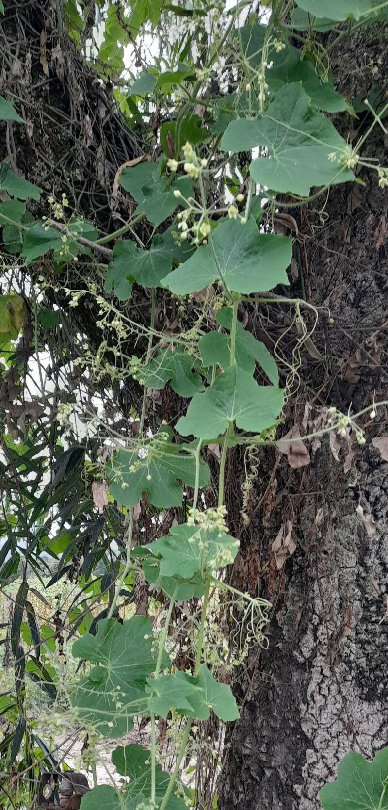 Sicyos malvifolius habit