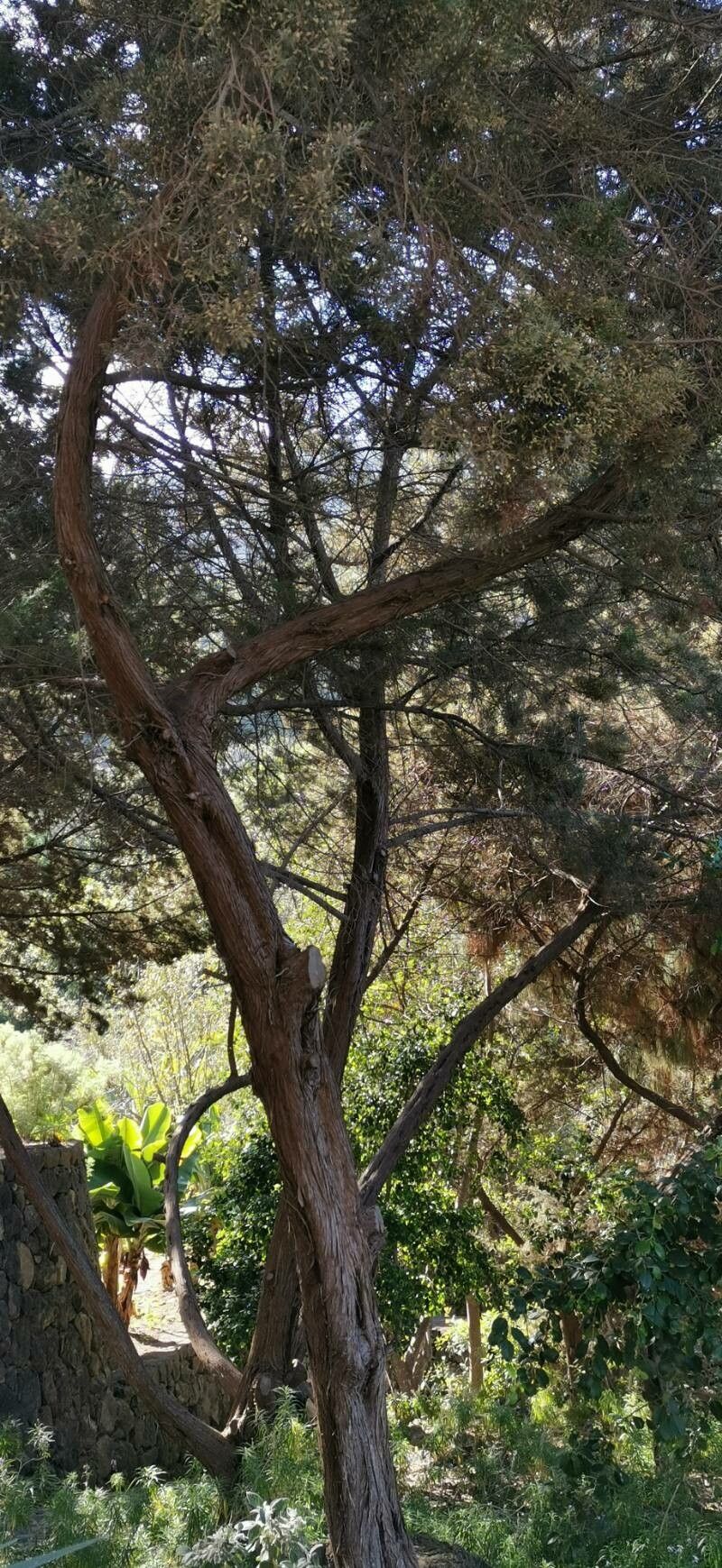 Juniperus canariensis bark
