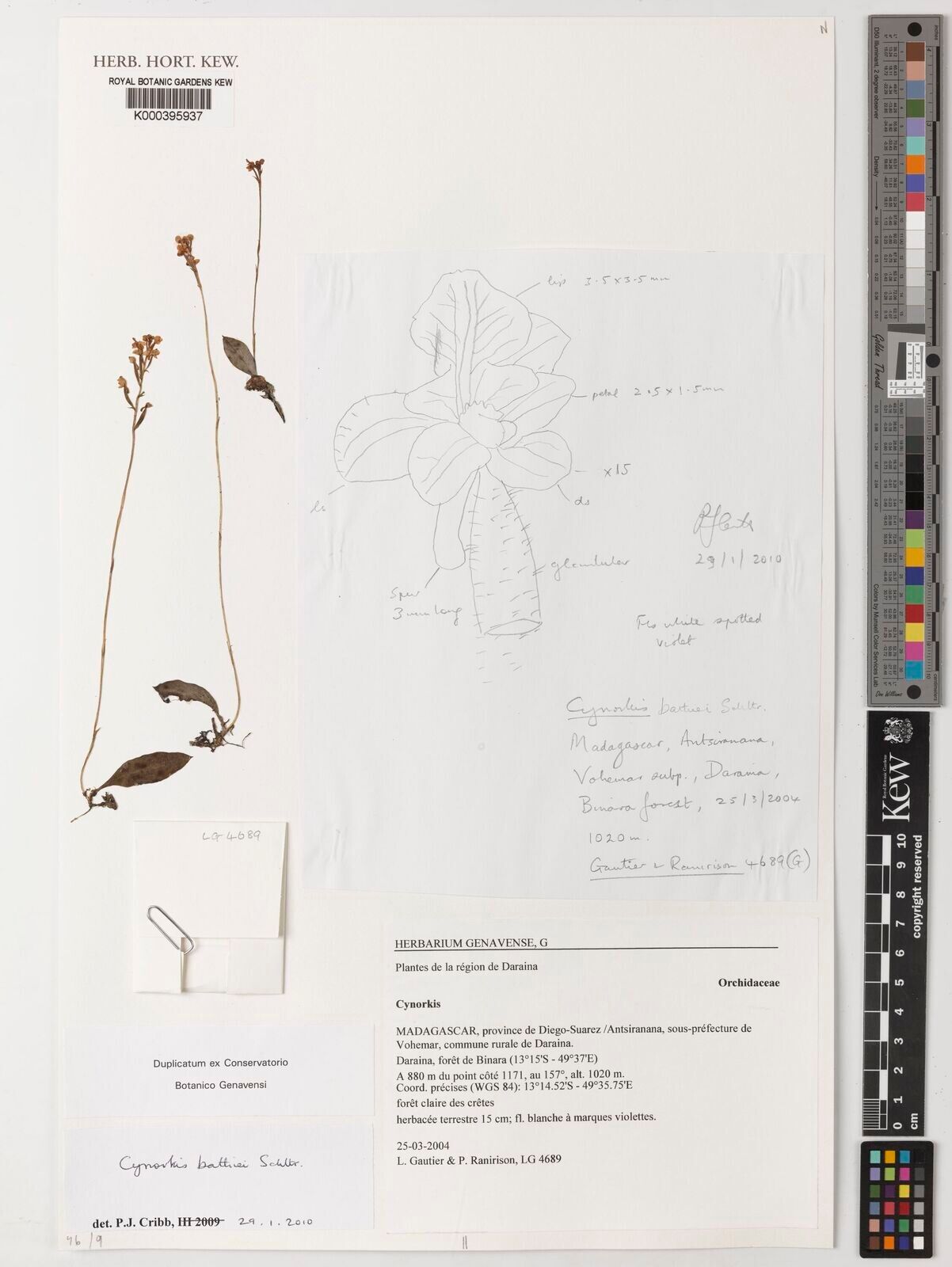 Cynorkis bathiei — houseplant care guide