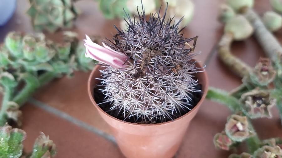 Mammillaria hutchisoniana — search result for 'Mammillaria'