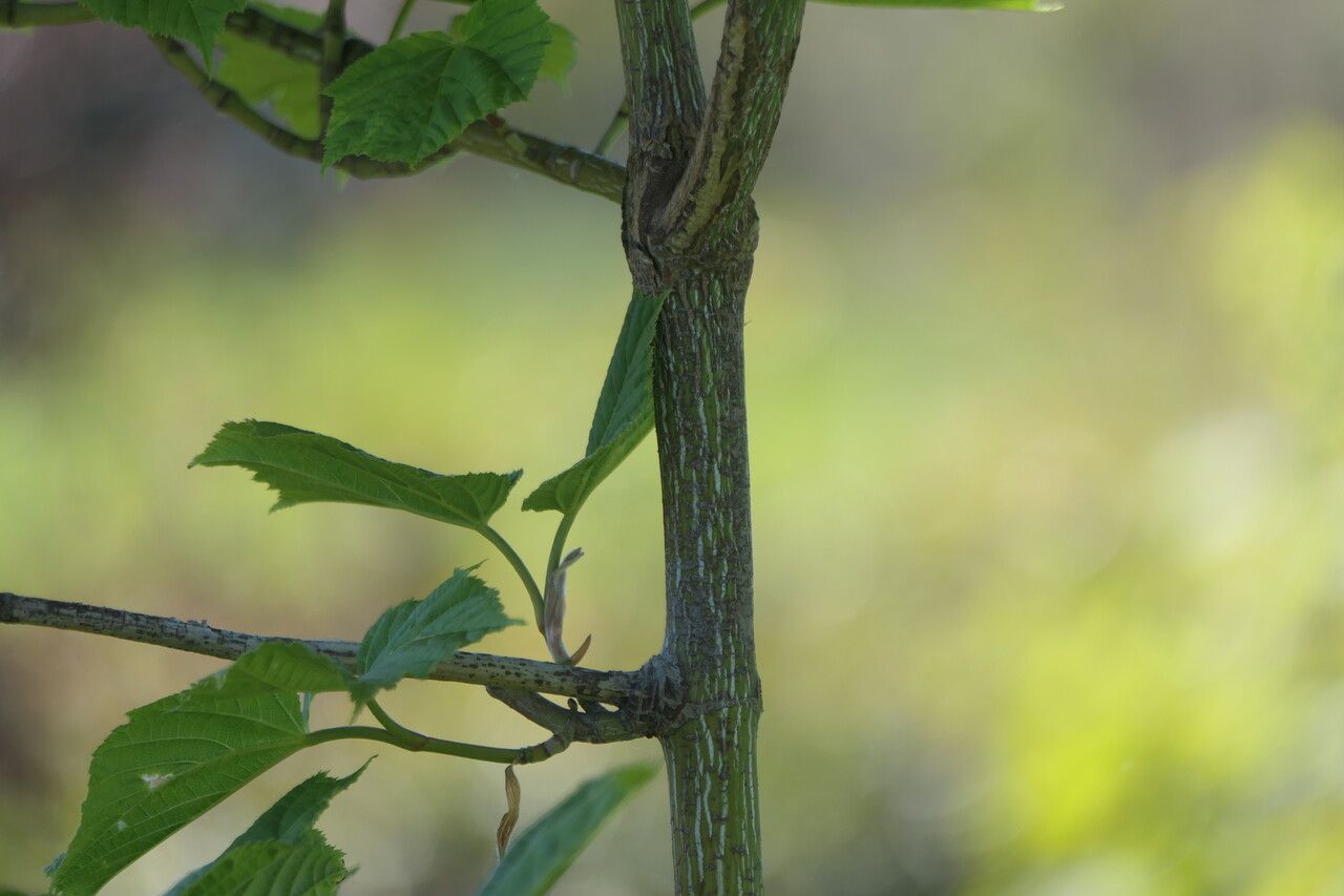 Acer tegmentosum bark