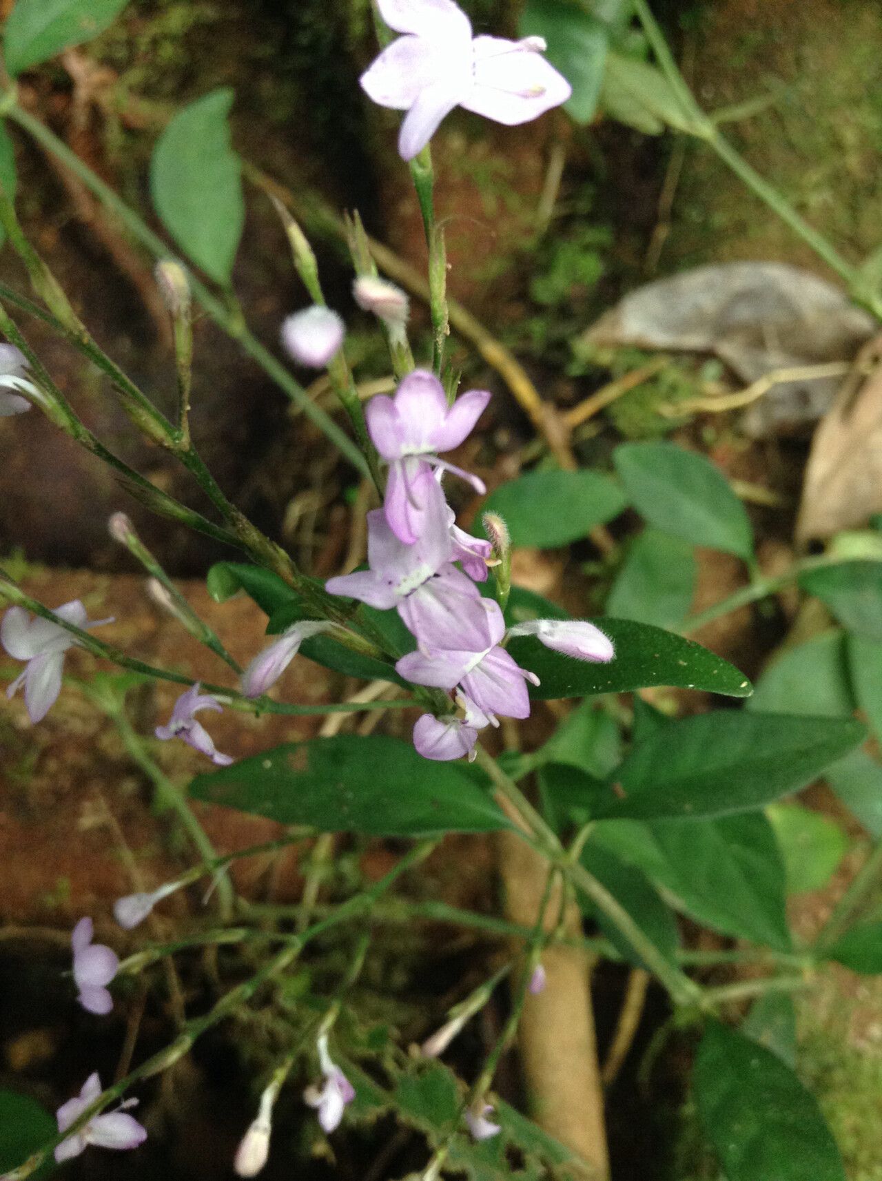 Hypoestes brachiata — houseplant care guide