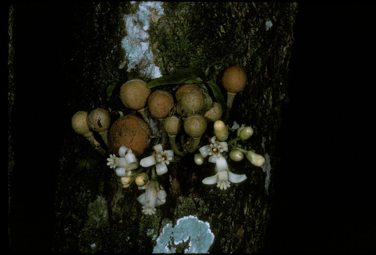 Dysoxylum alliaceum flower