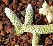 Anacampseros ruschii — search result for 'Anacampseros'