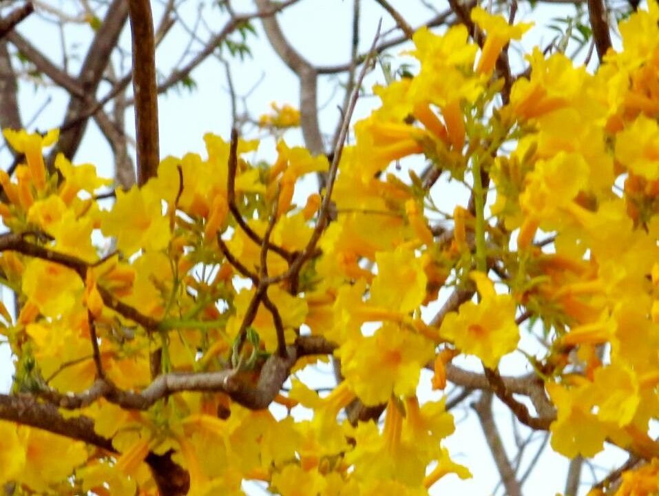 Handroanthus ochraceus flower