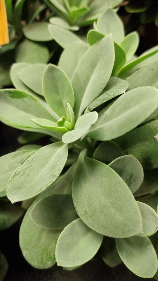 Kleinia cephalophora leaf