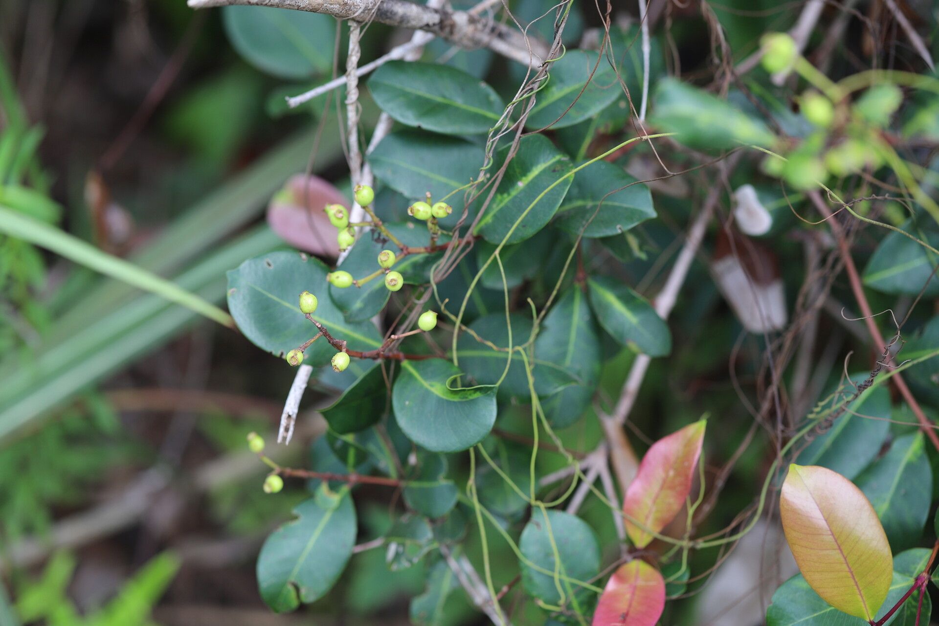 Syzygium owariense fruit