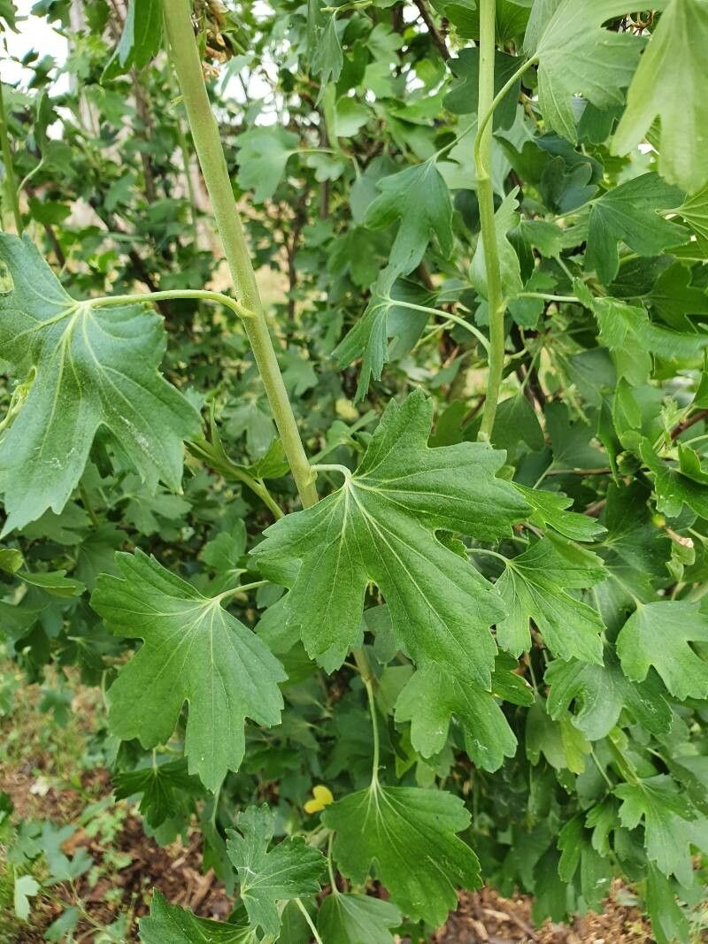 Ribes odoratum — search result for 'Ribes'