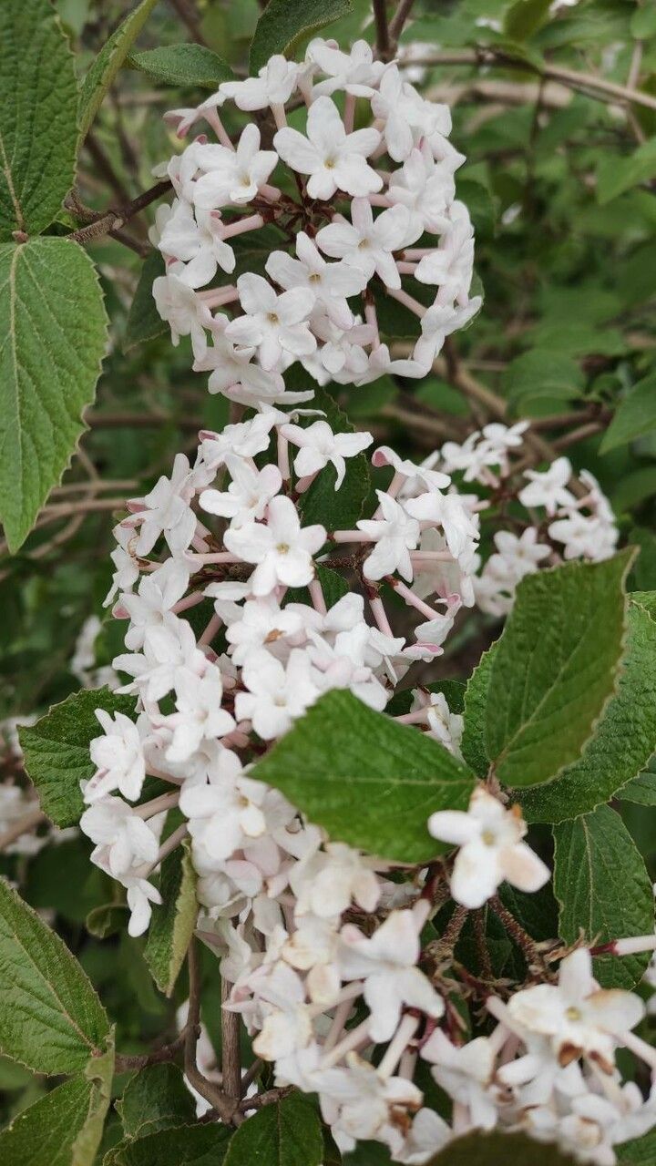 Viburnum x carlcephalum flower