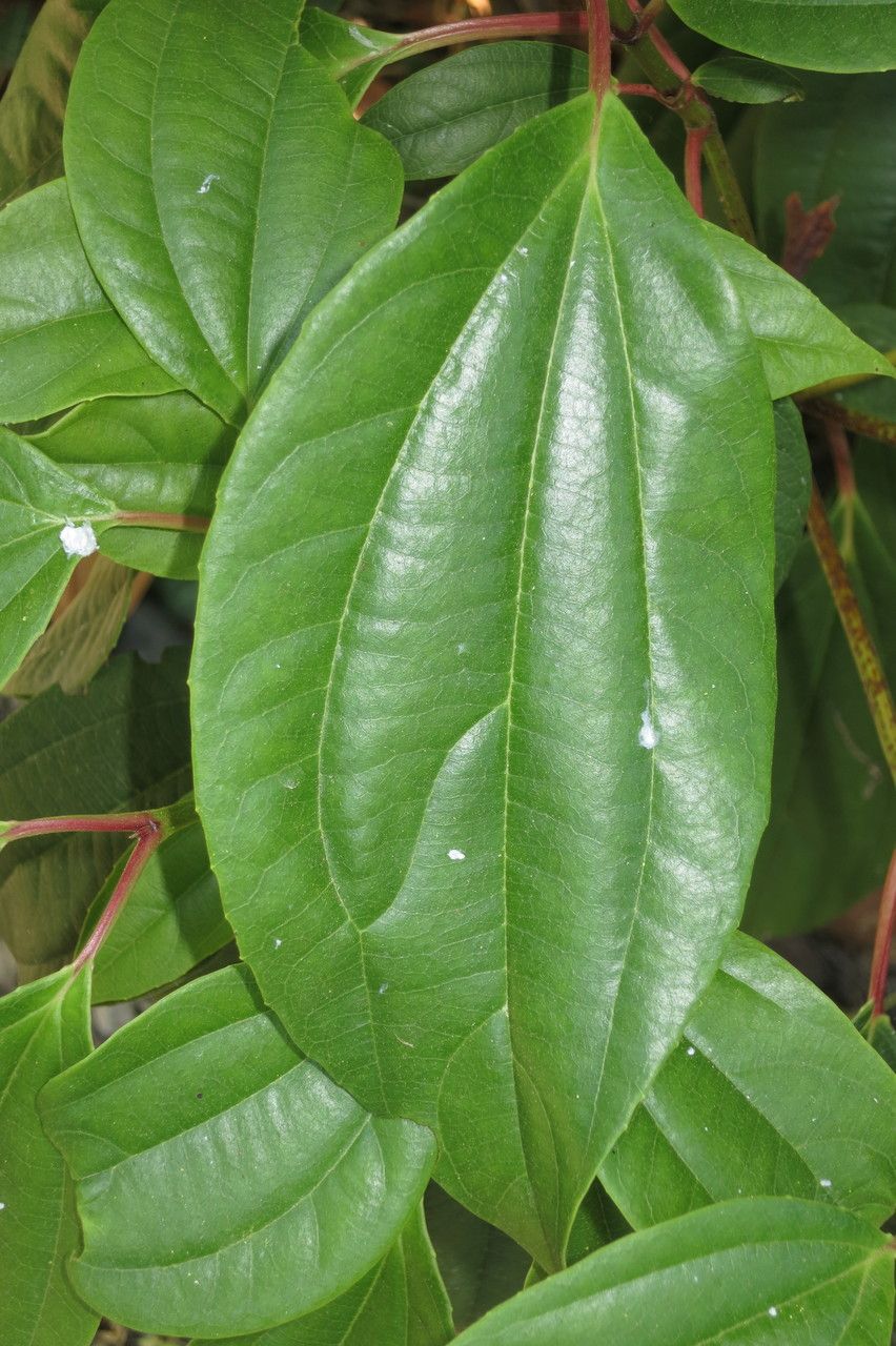 Viburnum cinnamomifolium — search result for 'Viburnum'