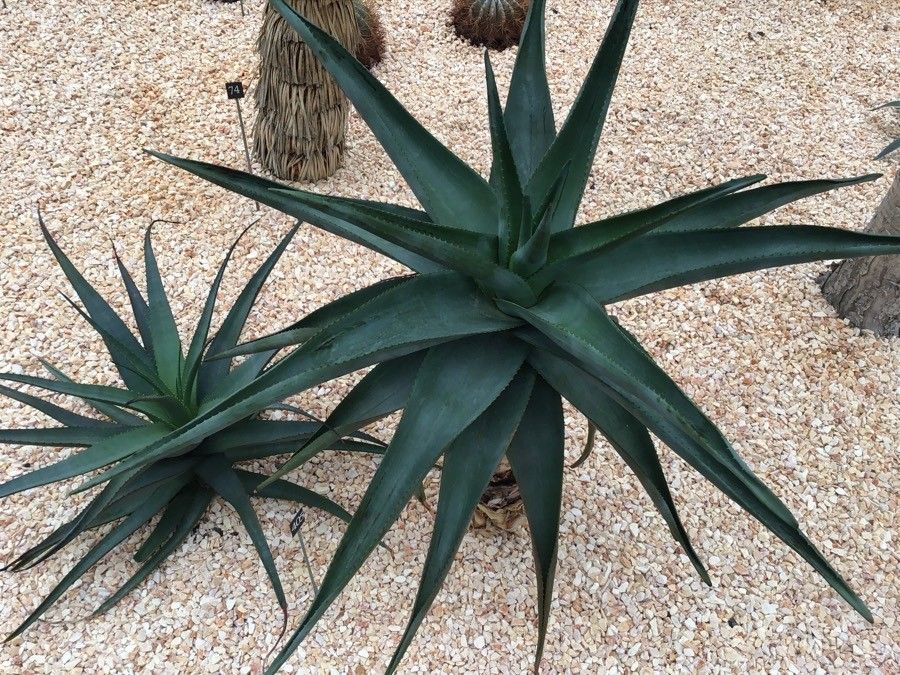 Aloe thraskii — houseplant care guide