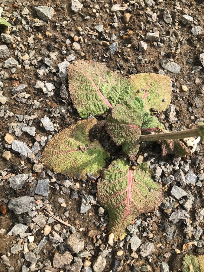 Salvia austriaca — houseplant care guide