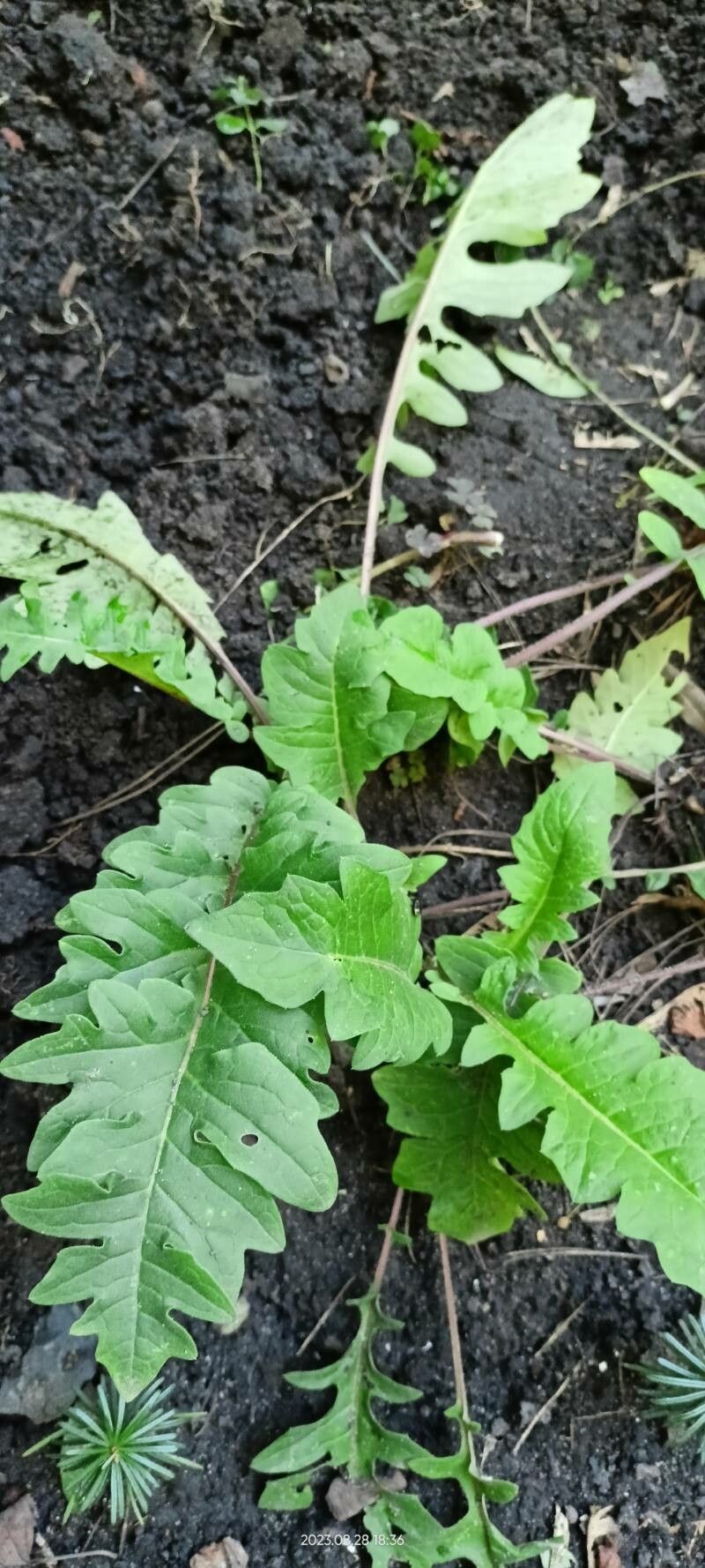 Saussurea pulchella — houseplant care guide