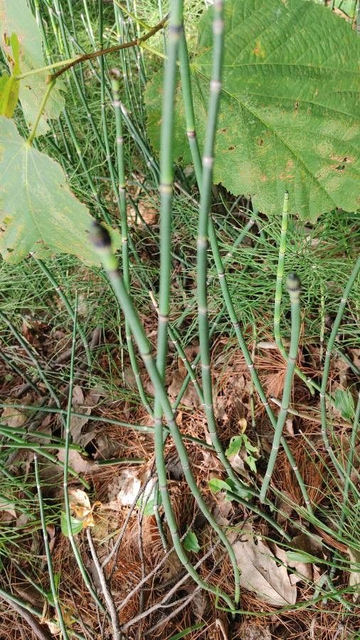 Equisetum laevigatum bark