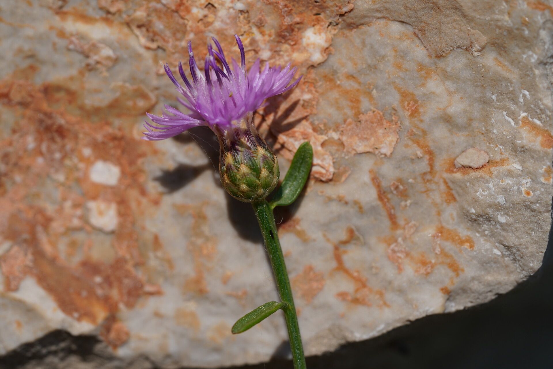 Centaurea glaberrima flower