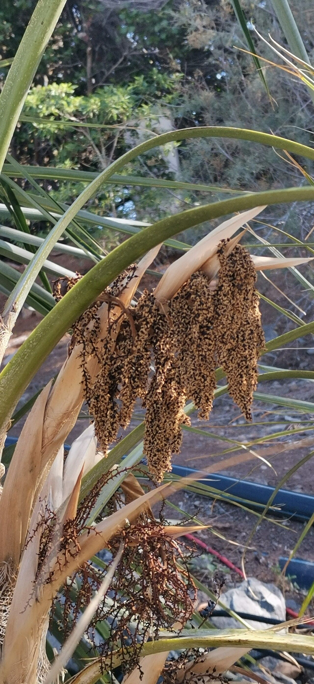 Coccothrinax hioramii fruit