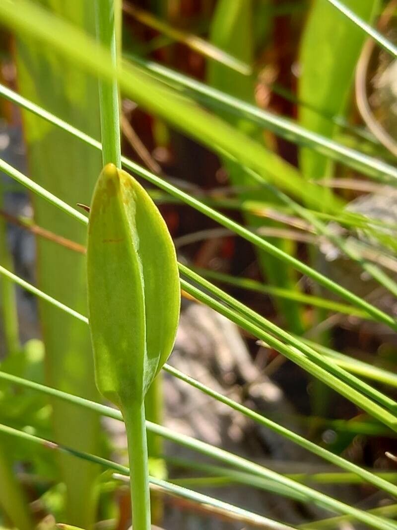 Pogonia ophioglossoides — houseplant care guide