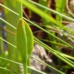 Pogonia ophioglossoides